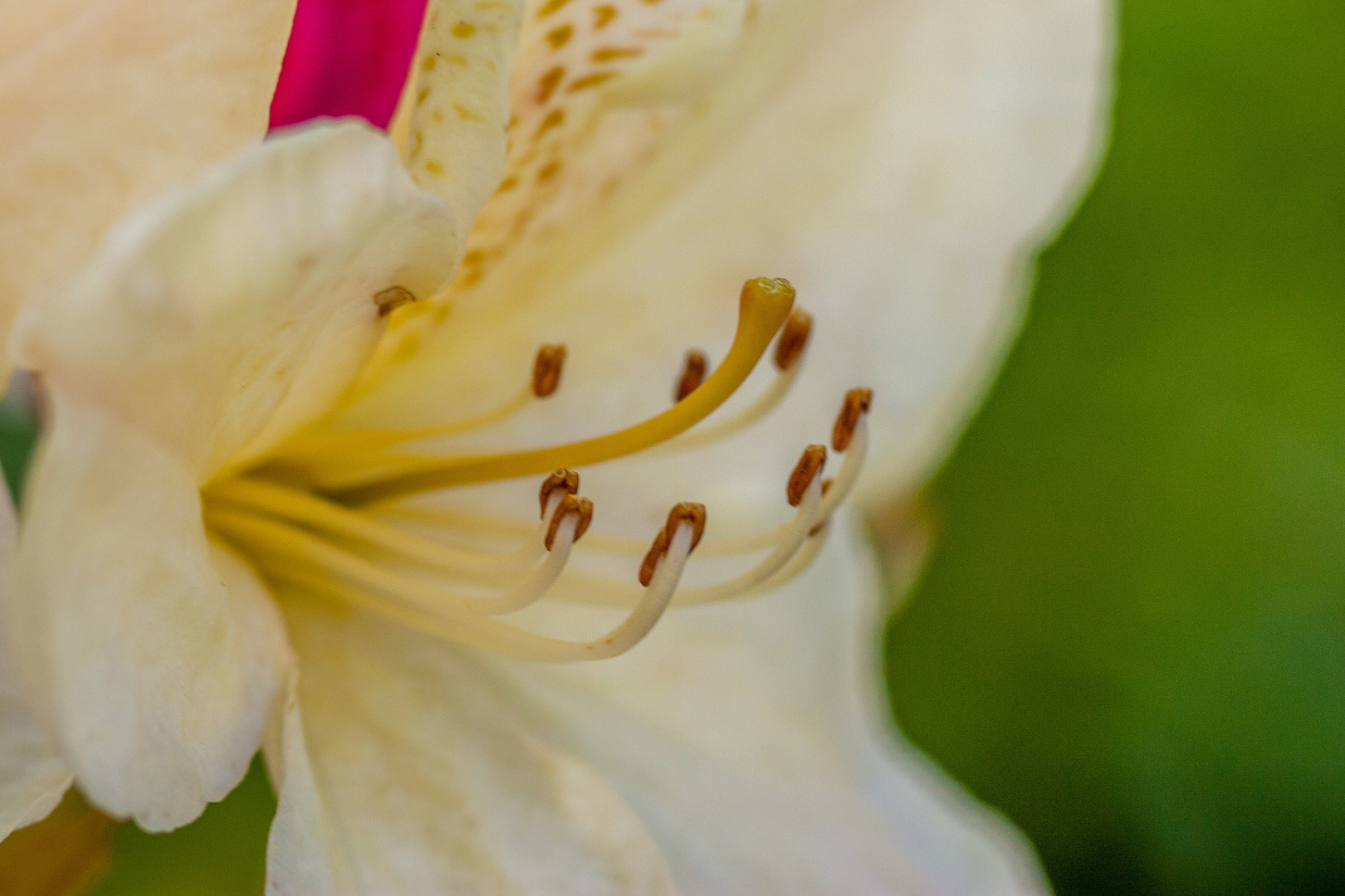 Blüten im Mai