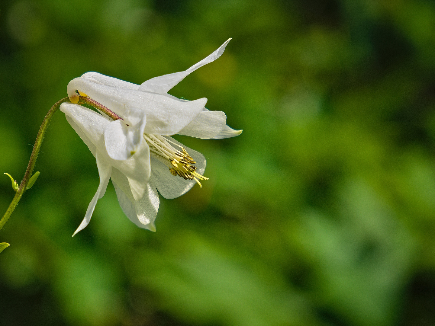 Blüten im Mai