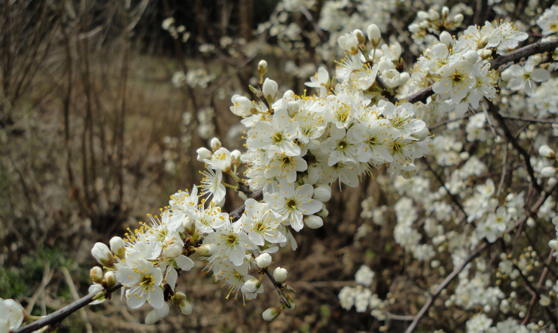 Blüten im Mai