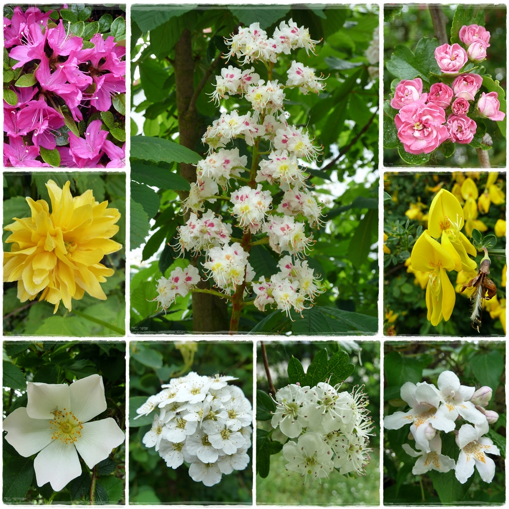 Blüten im Mai