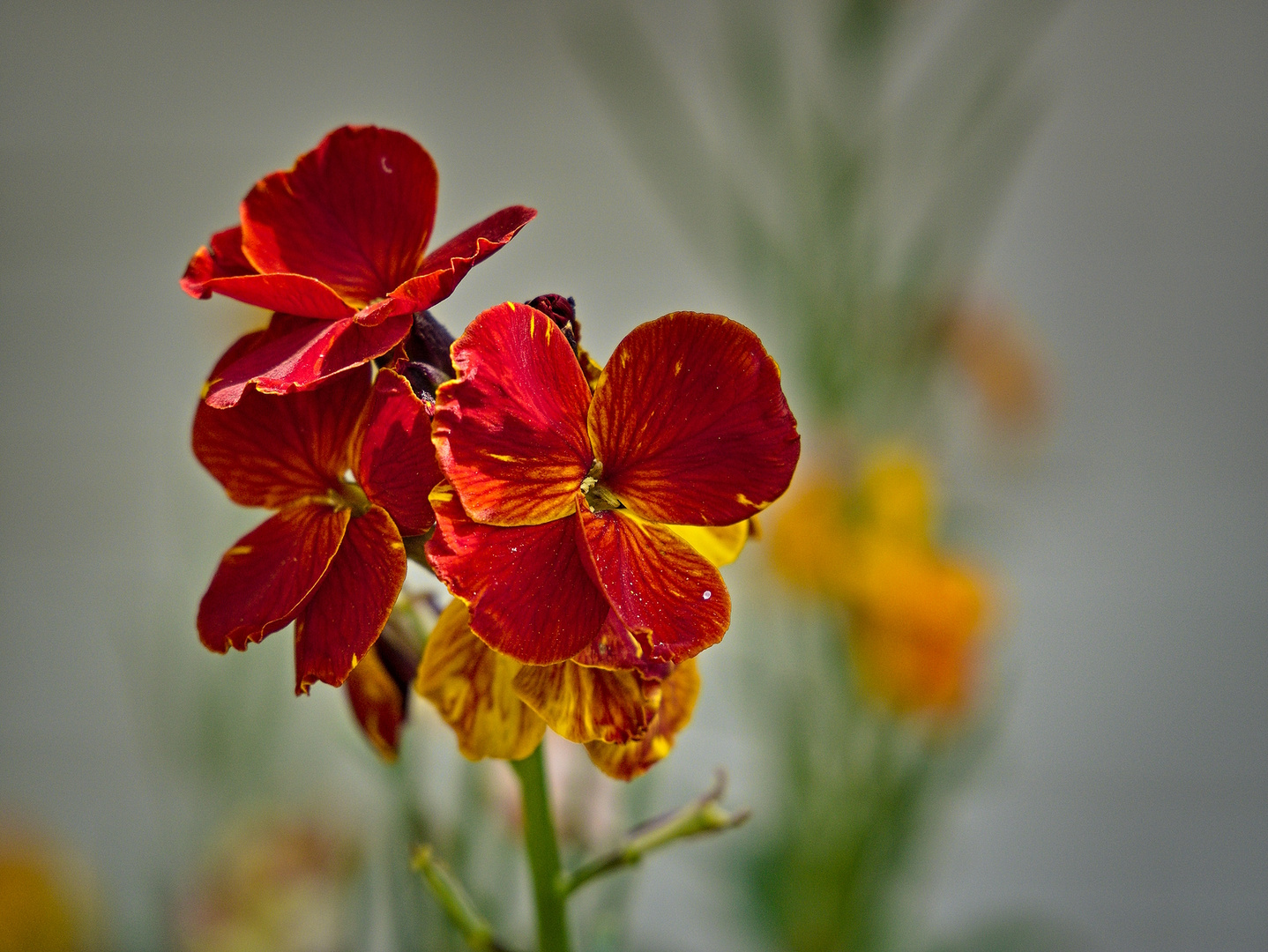 Blüten im Mai