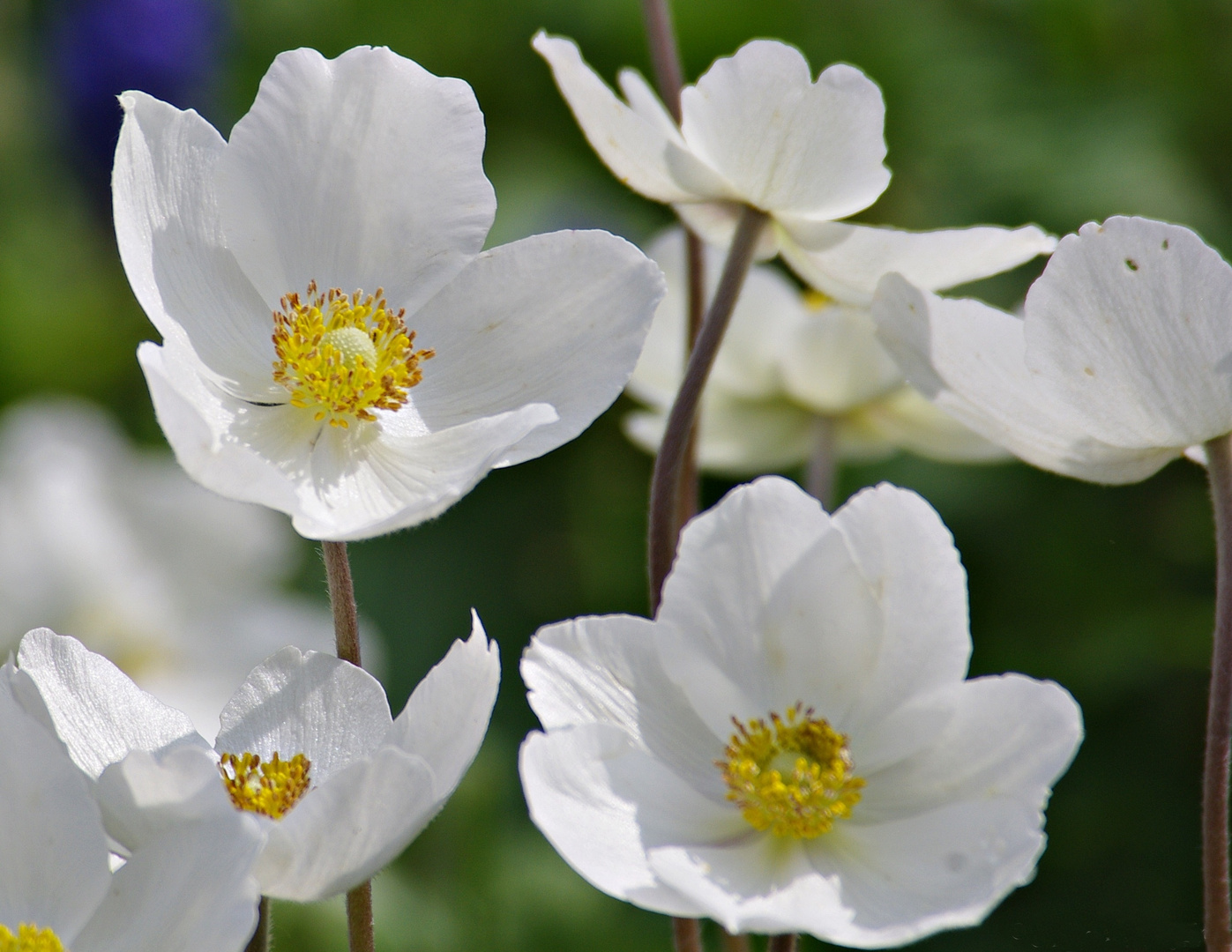 Blüten im Mai