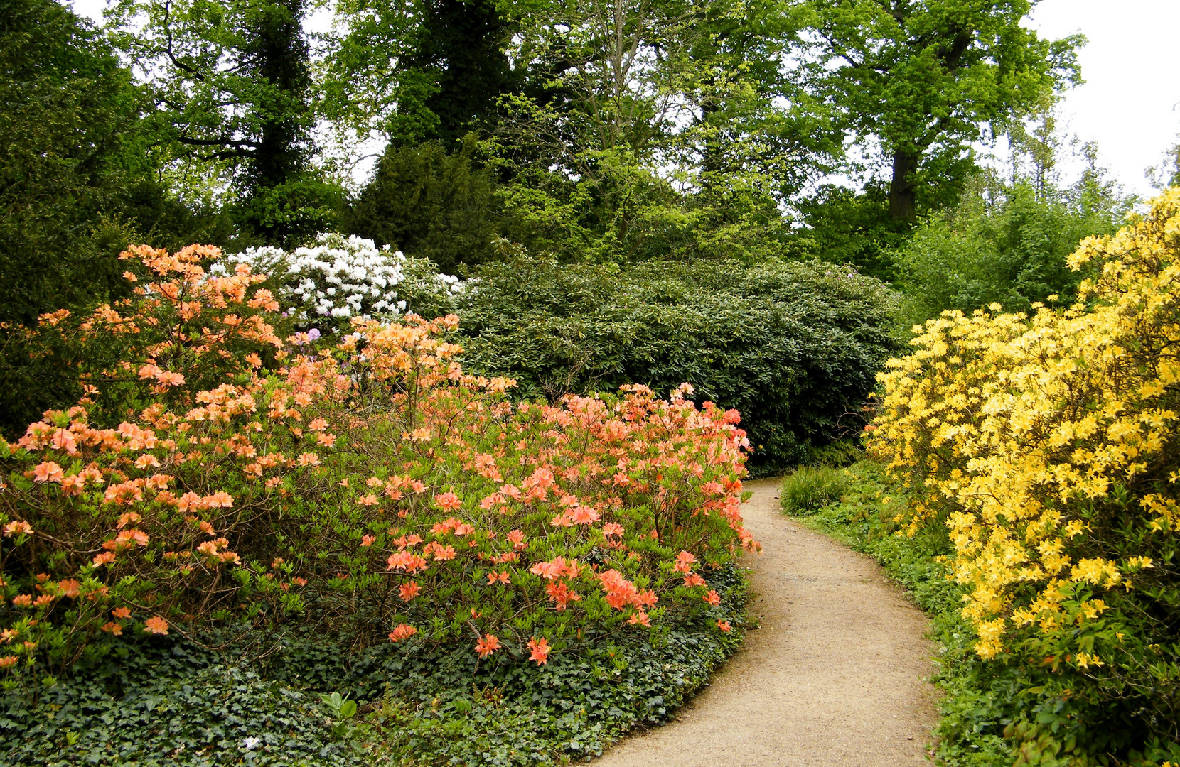 Blüten im Mai