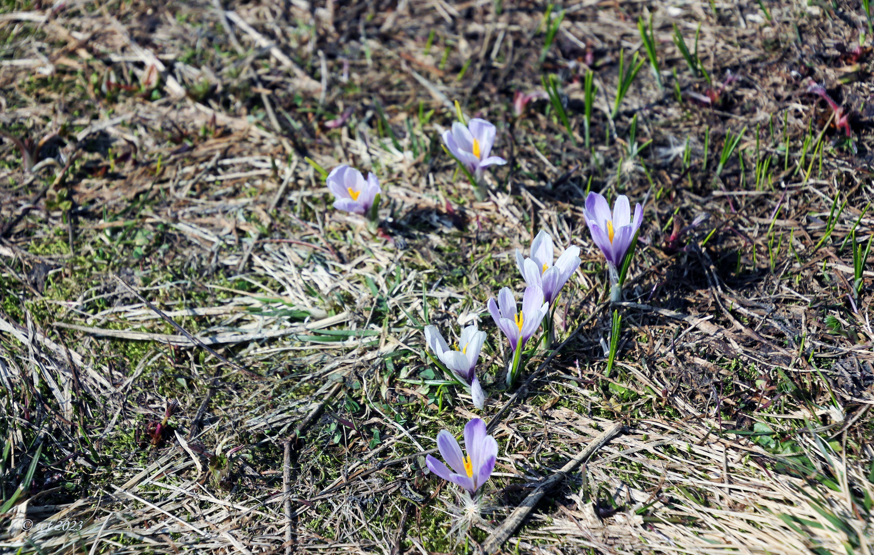 Blüten im Mai