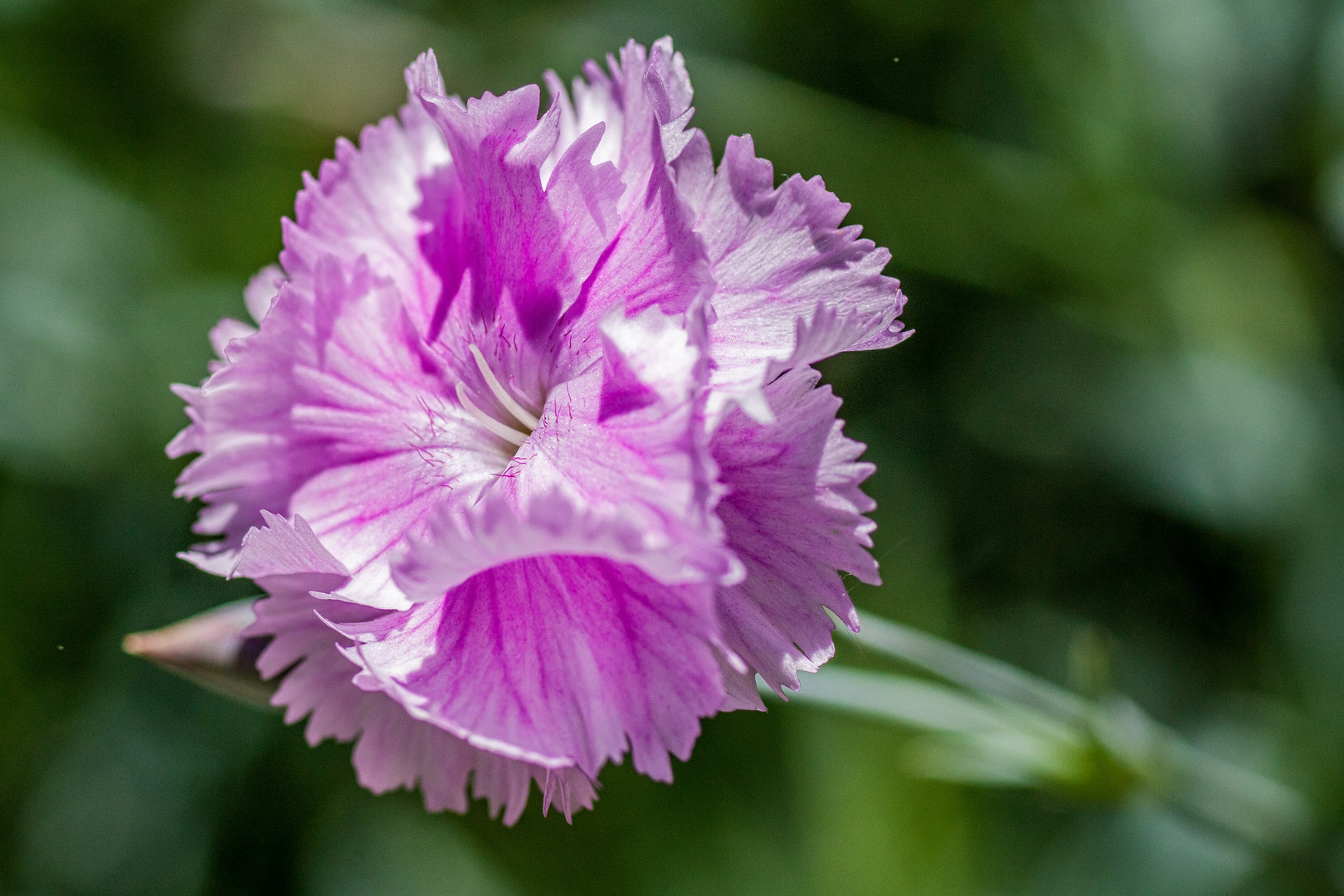 Blüten im Mai