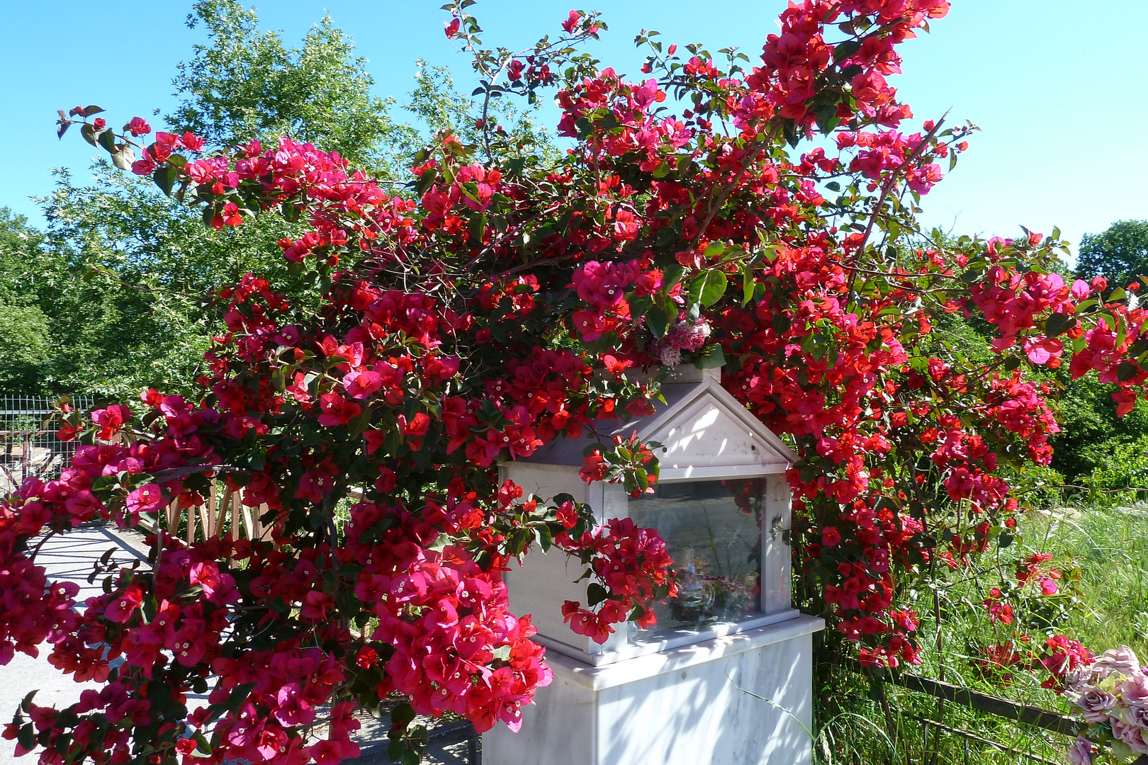 Blüten im Mai auf Kreta