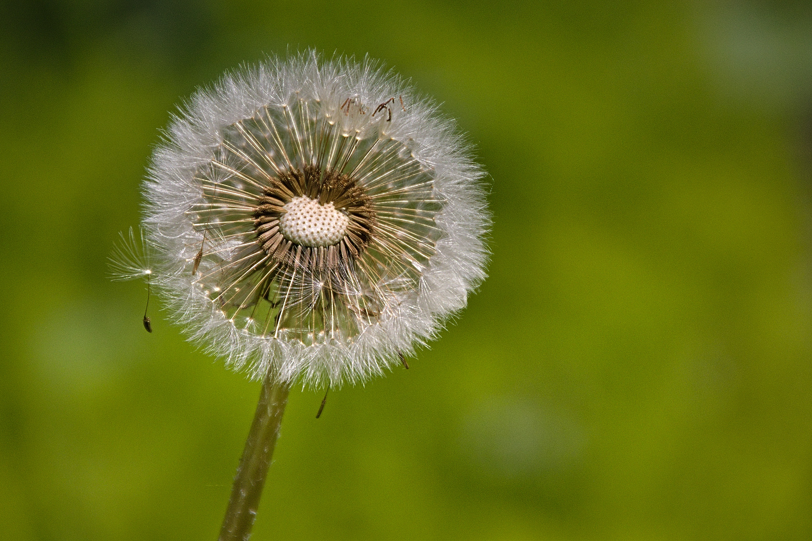 Blüten im Mai