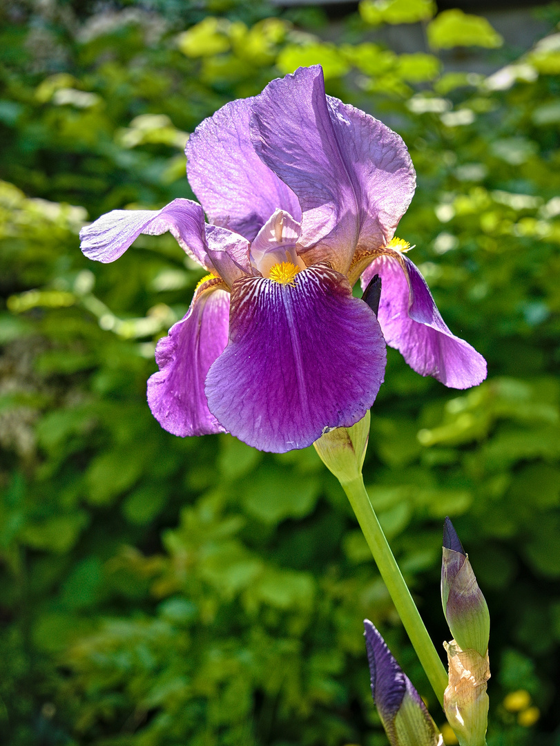 Blüten im Mai