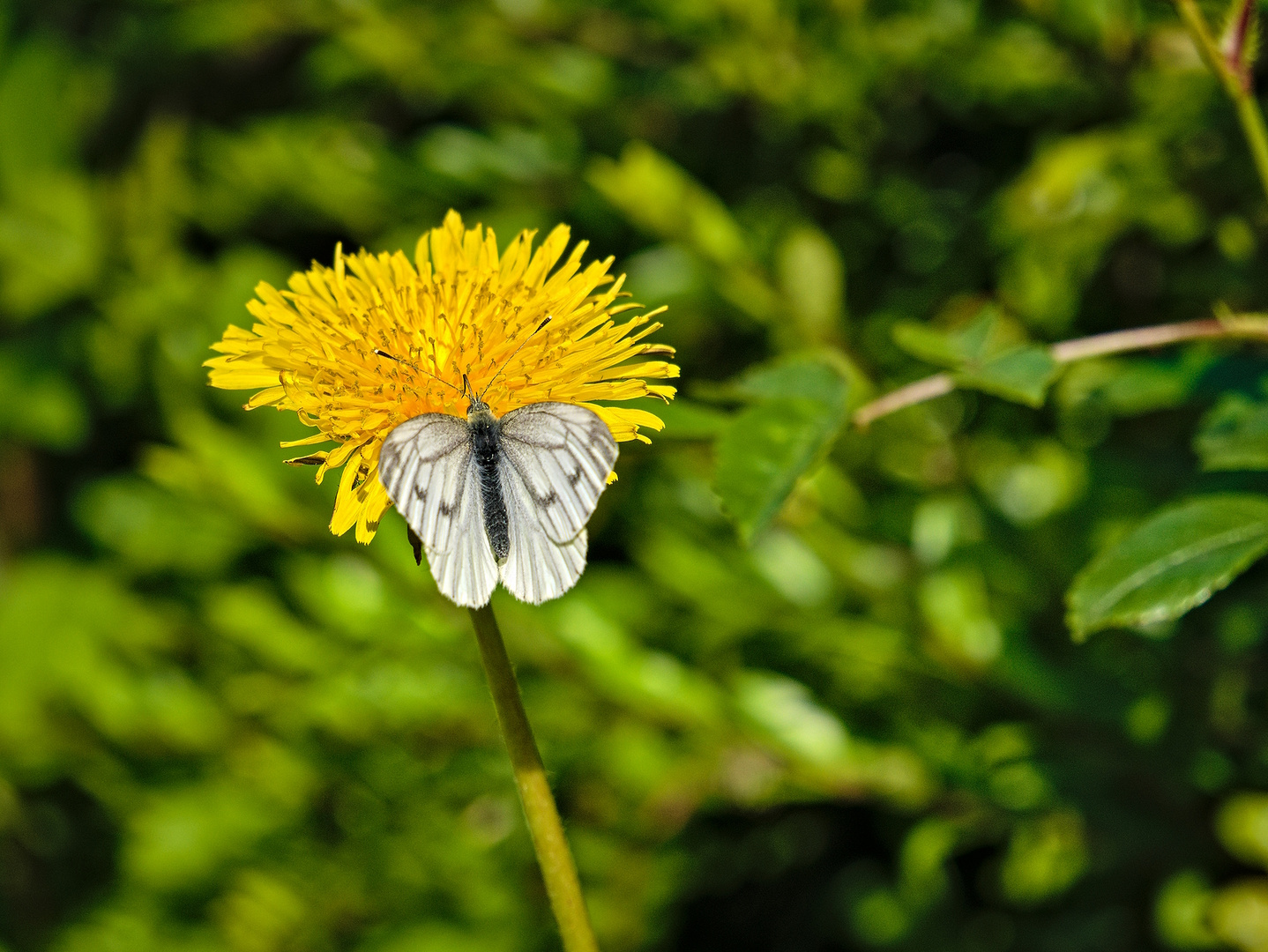 Blüten im Mai