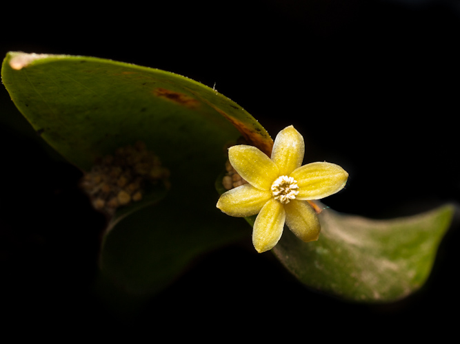 Blüten im Mittelmeerhaus II