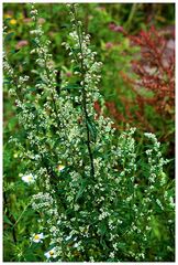 Blüten im Moor 2