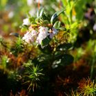 blüten im moor