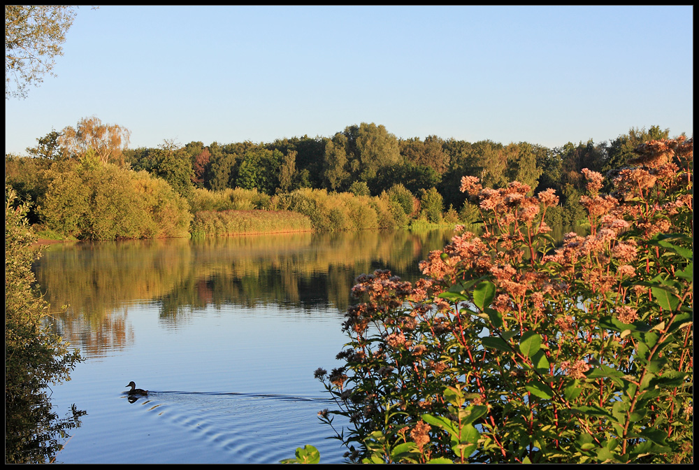 Blüten im Morgenlicht