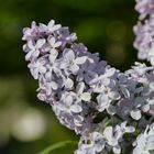 Blüten im Morgenlicht