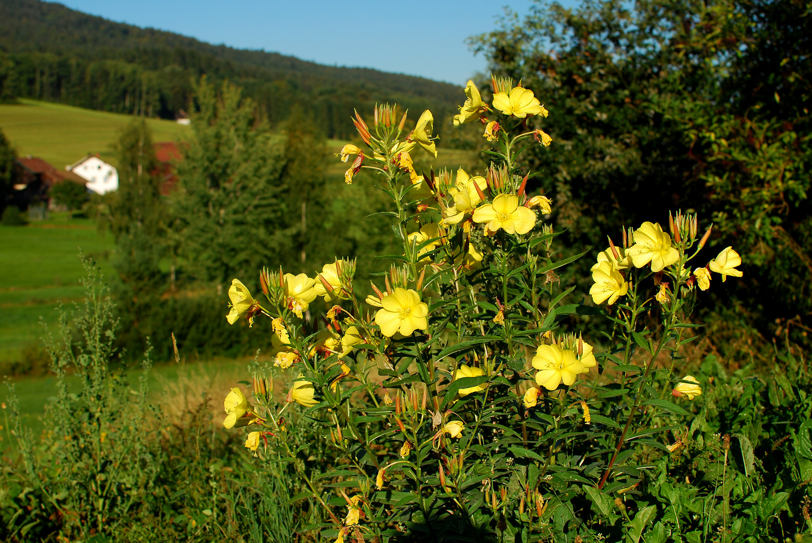 Blüten im Morgenlicht