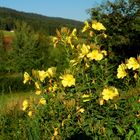 Blüten im Morgenlicht