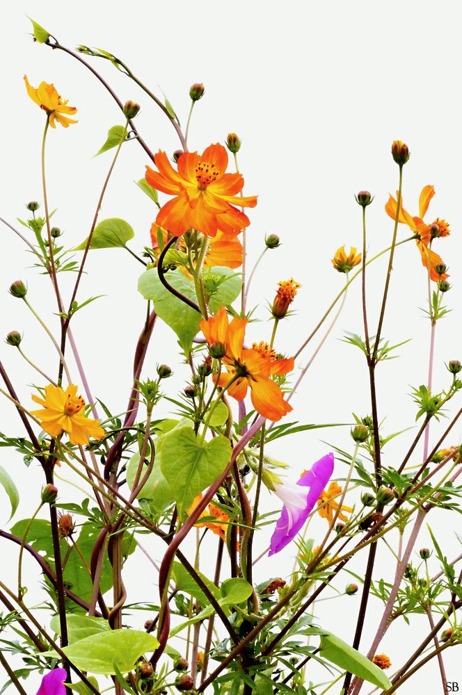 Blüten im Morgennebel