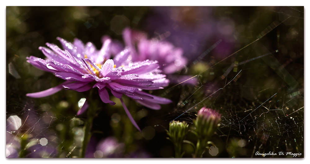 Blüten im Morgentau