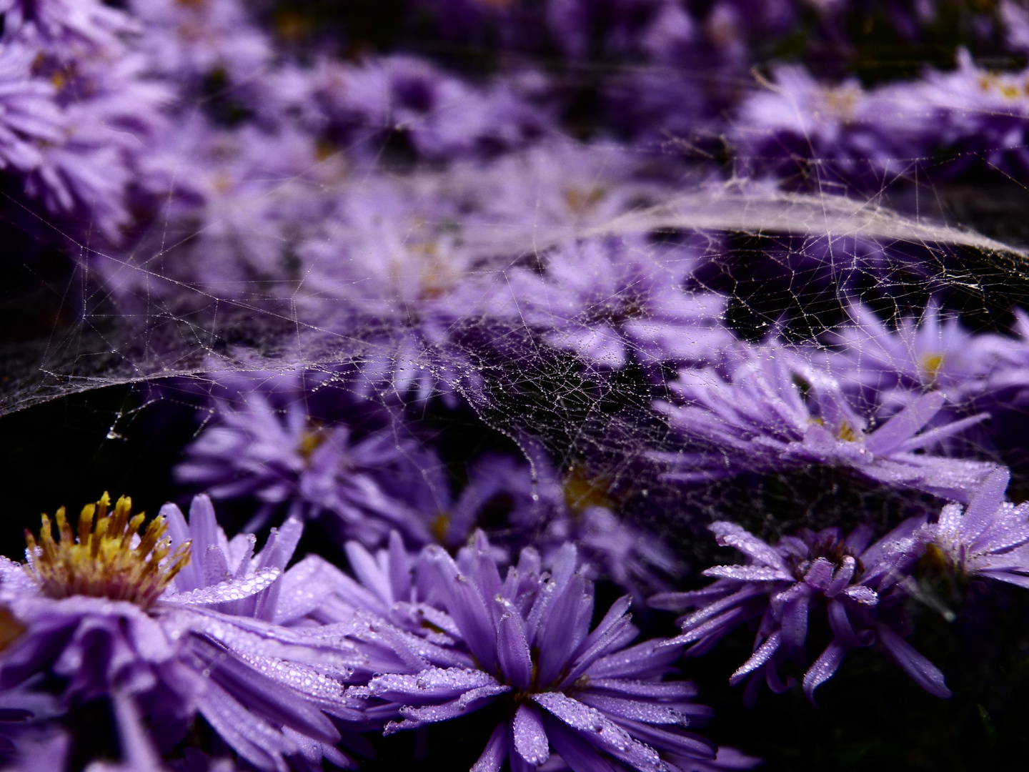 Blüten im Morgentau