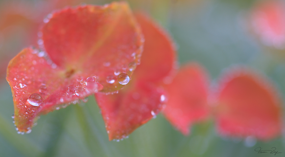 Blüten im morgentlichen Tau