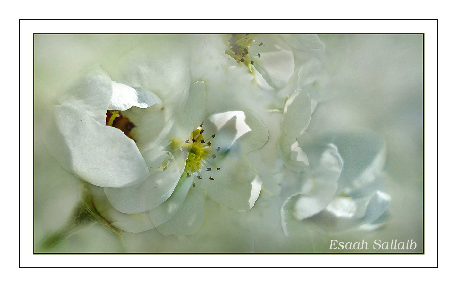 Blüten im Nebel