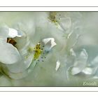 Blüten im Nebel