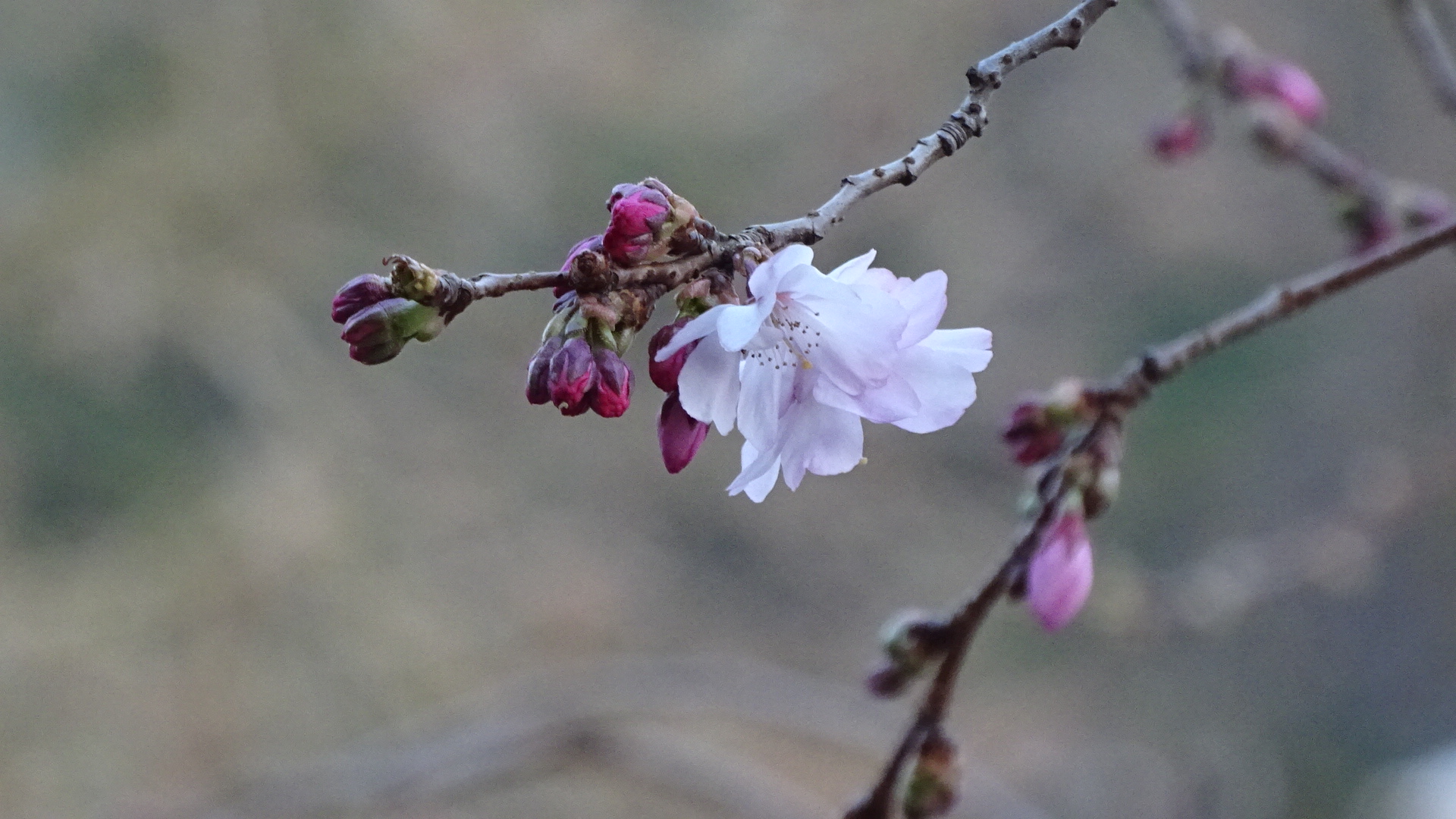 Blüten im nebeligen Frühjahr