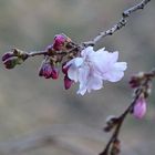 Blüten im nebeligen Frühjahr