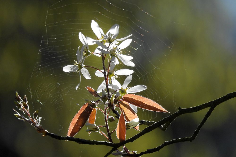 Blüten im Netz