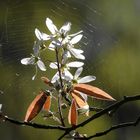 Blüten im Netz