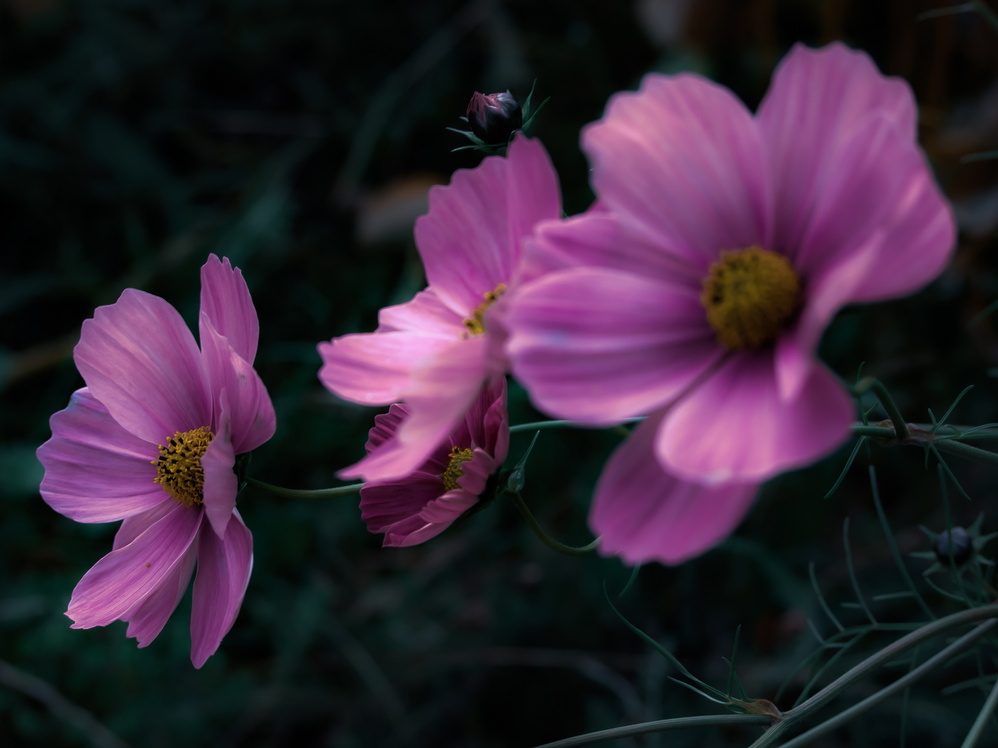 Blüten im November