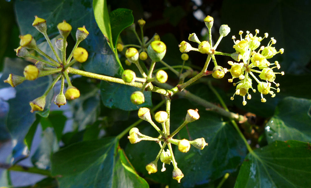 Blüten im November