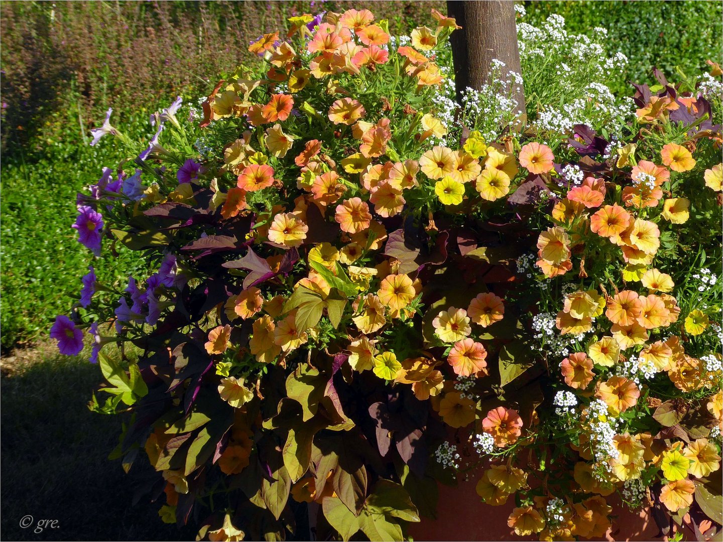 Blüten im Oktober.....