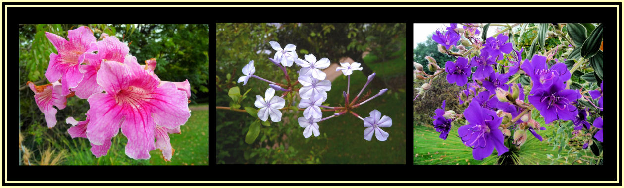 Blüten im Oktober