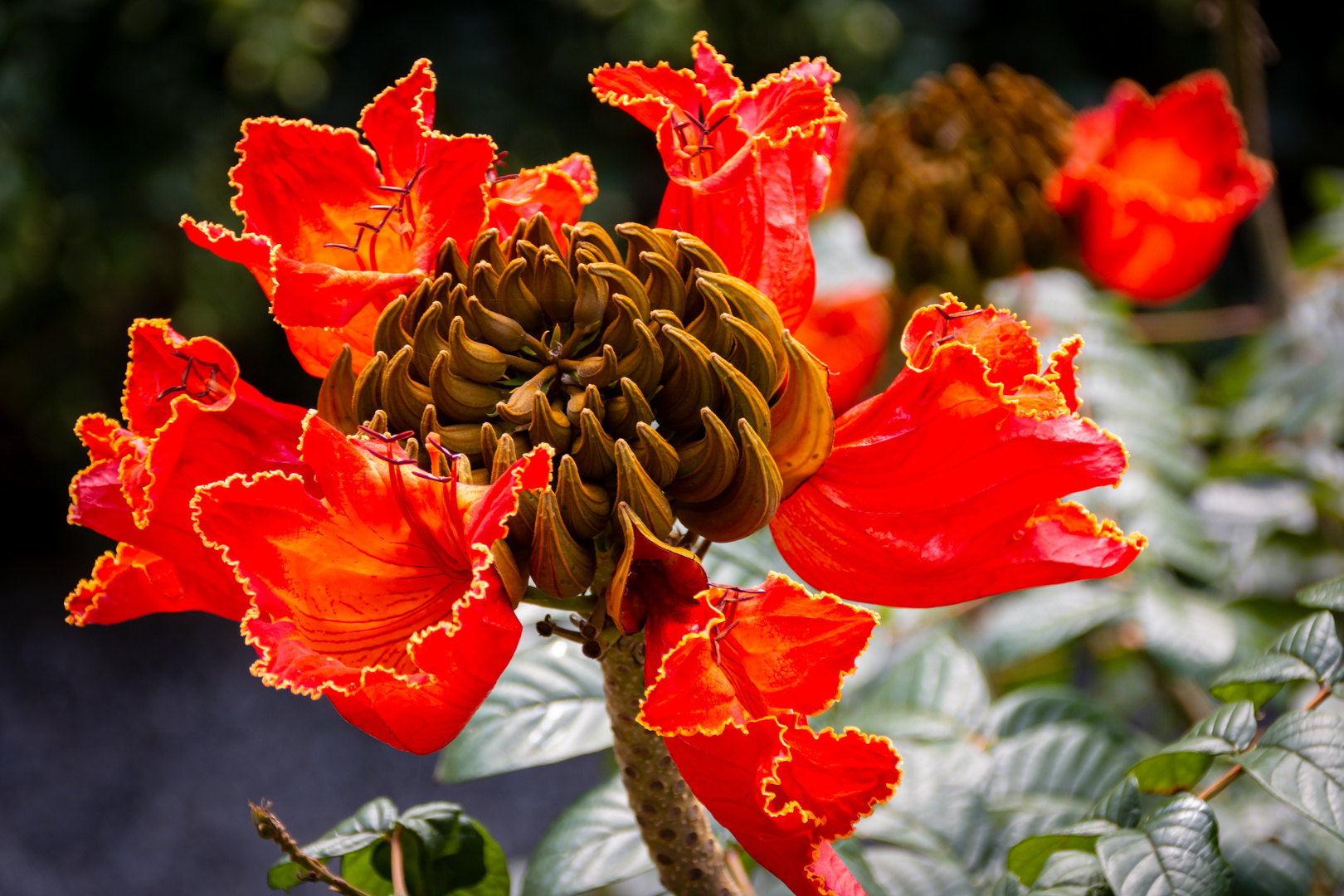 Blüten im Park 2