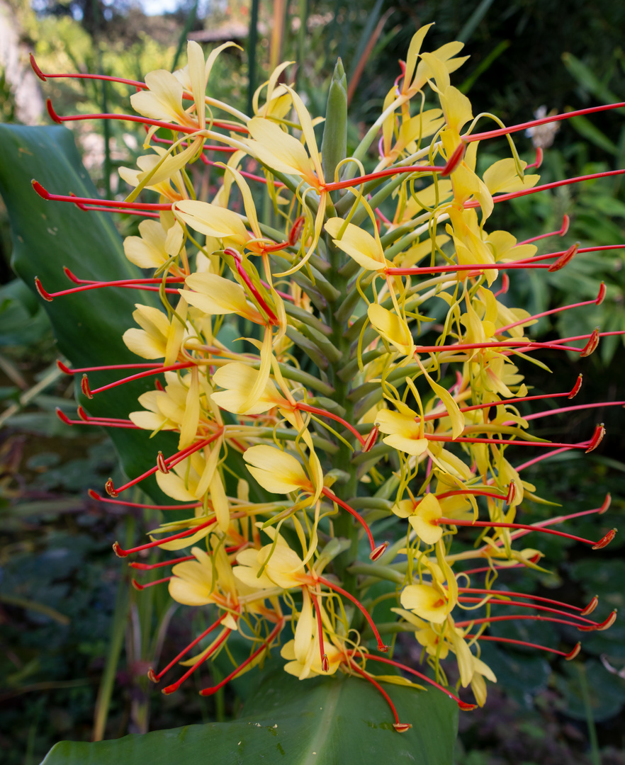 Blüten im Park 3