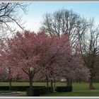 Blüten im Park