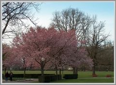 Blüten im Park