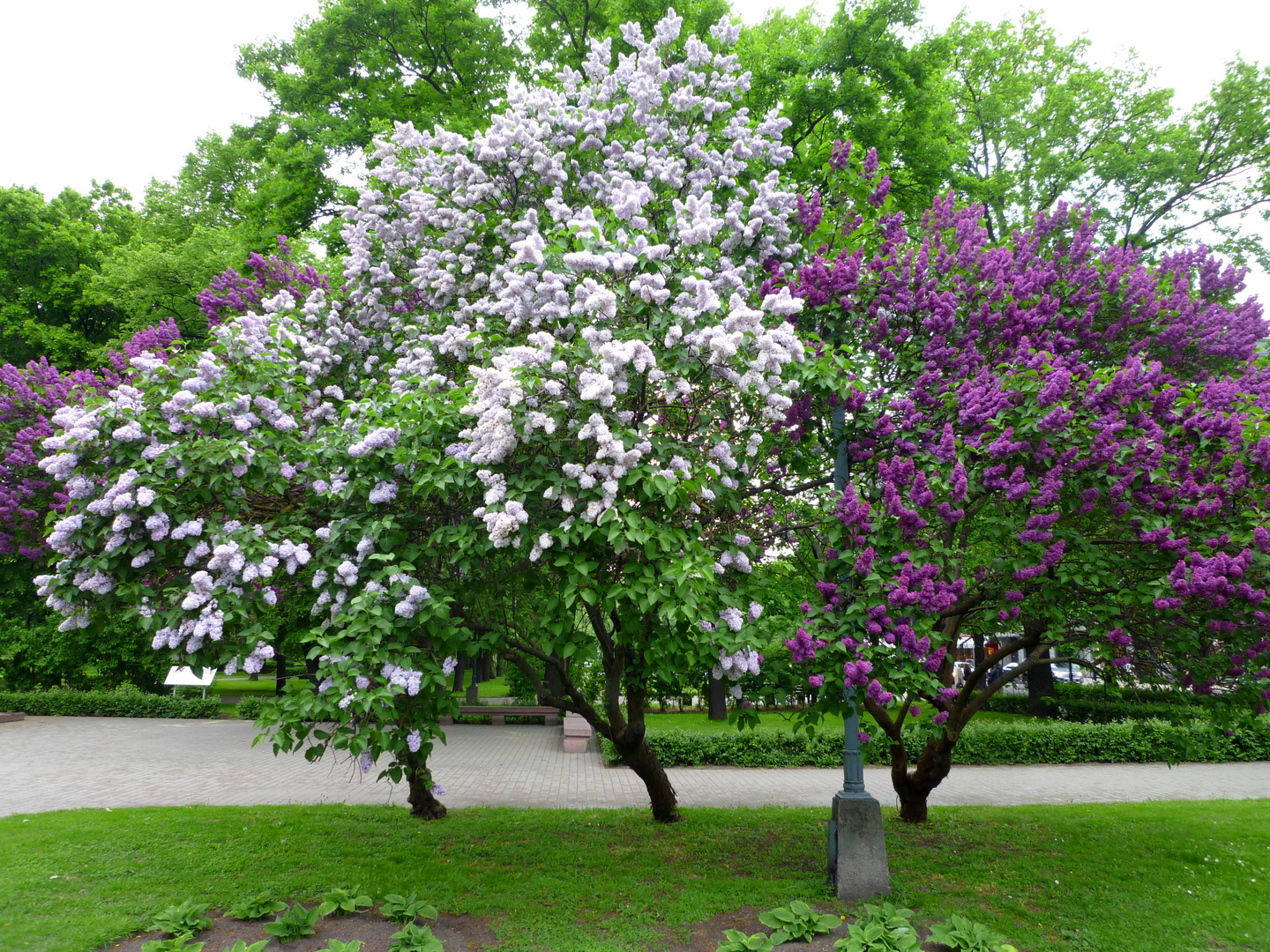 Blüten im Park ...