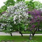 Blüten im Park ...