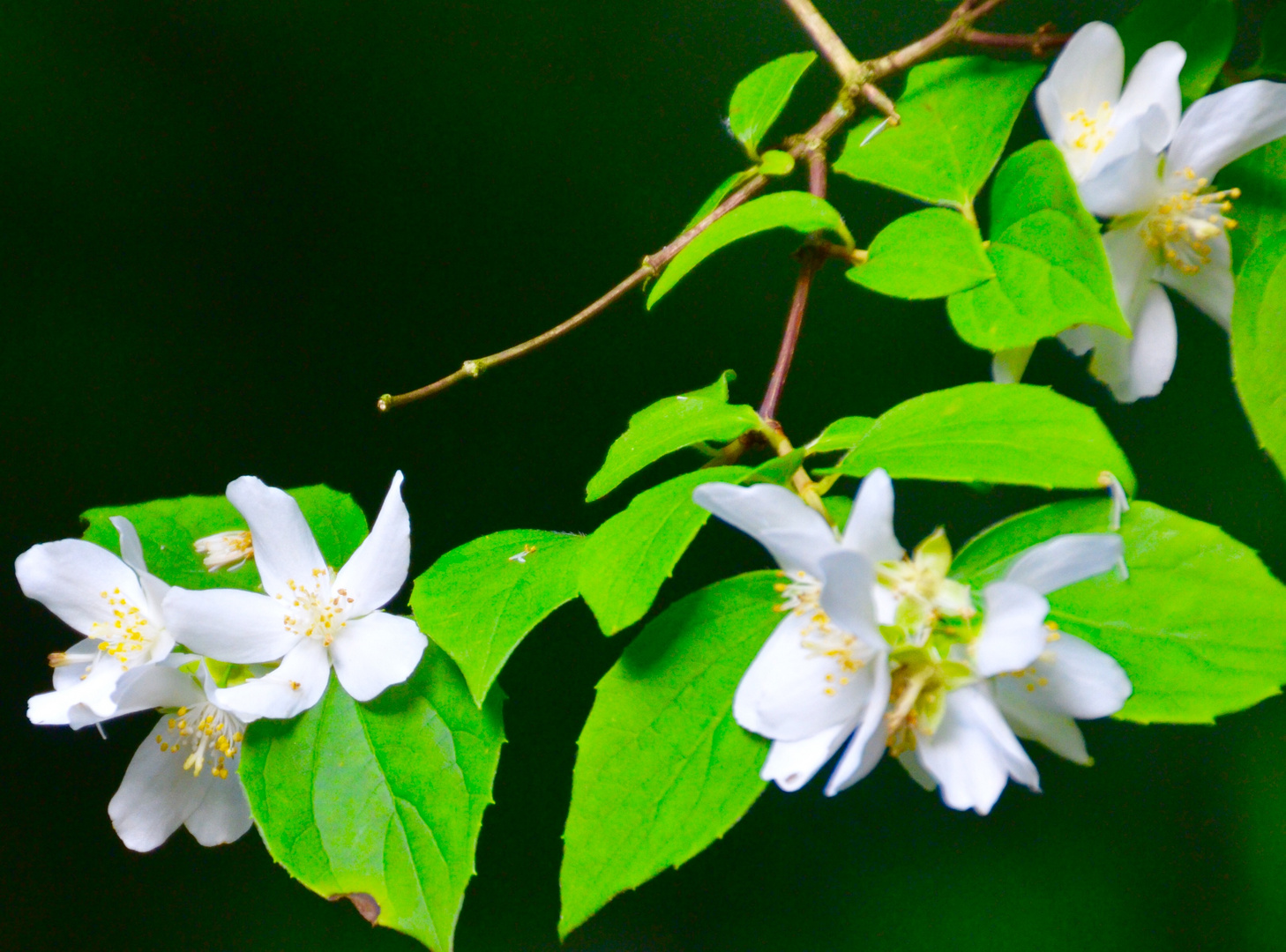 Blüten im Park