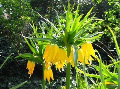 Blüten im Park