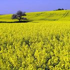 Blüten im Raps