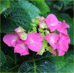 Blüten im Regen 1