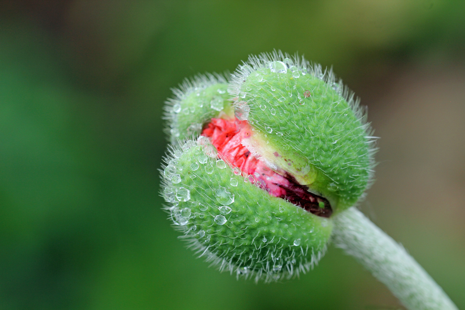 Blüten im Regen -2_2-