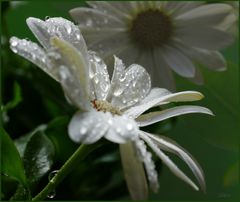 Blüten im Regen ...