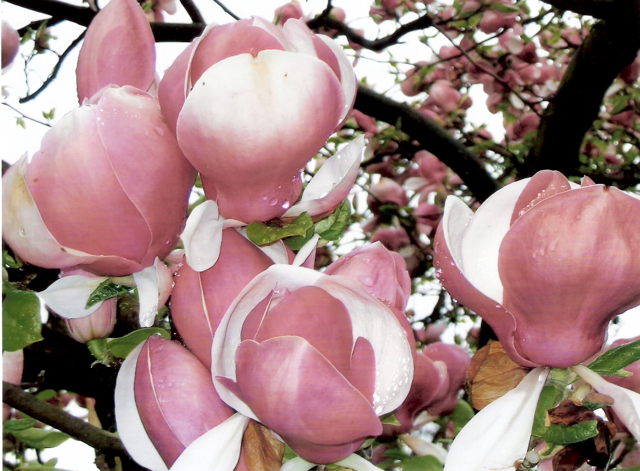 Blüten im Regen