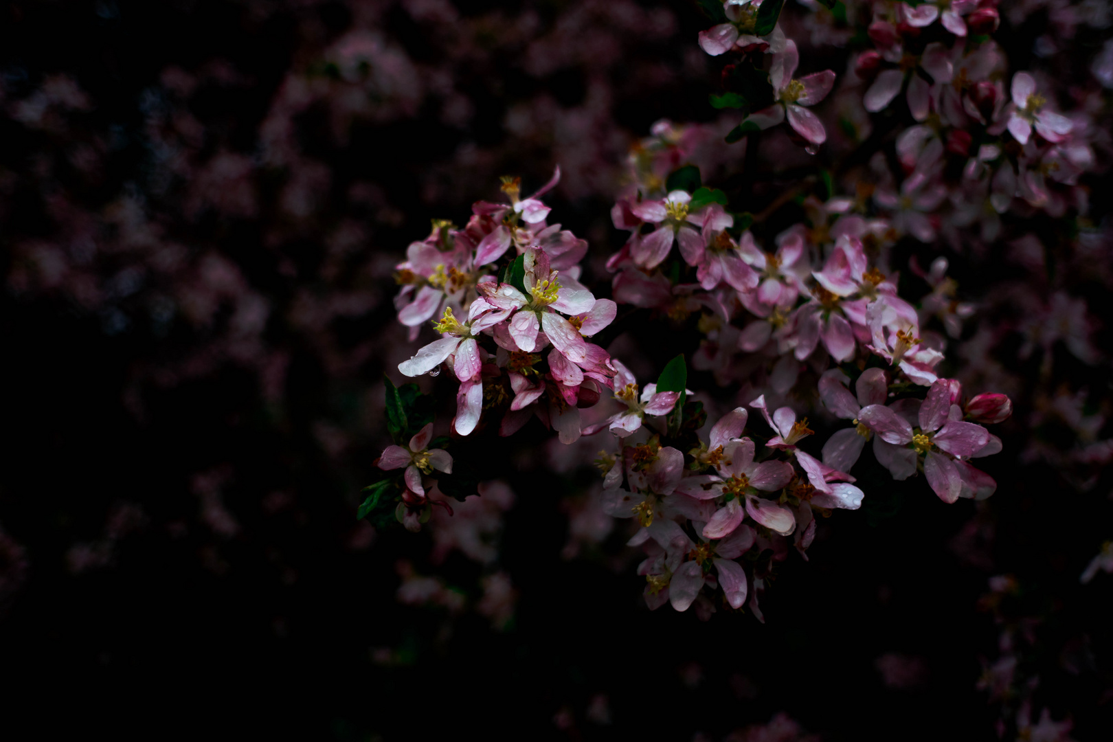 Blüten im Regen