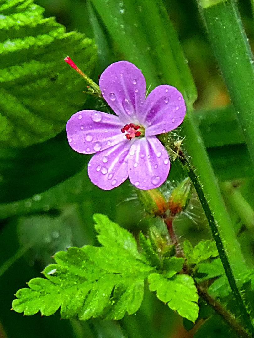 Blüten im Regen