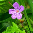 Blüten im Regen